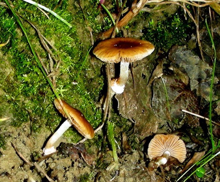 Pholiotina (Conocybe) arrhenii (Fries) Singer